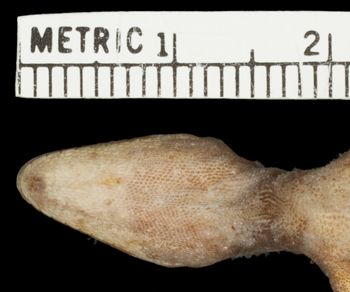 Media type: image;   Herpetology R-144311